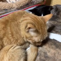 猫用ベッドにすし詰め状態になって眠る3匹の猫