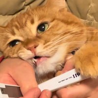 目を開けた猫