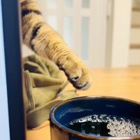 ママさんの麦茶に手を伸ばすキジトラ猫