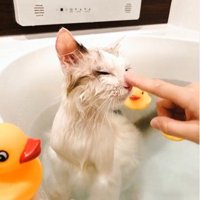 湯船に浸かっている猫