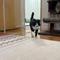 ボールを咥えた姿