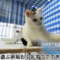 テロップ「そして遊ぶ余裕も～」