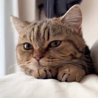 前足に顔を乗せる猫