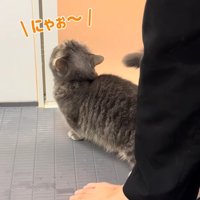 にゃお〜