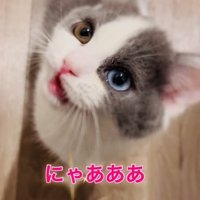 飼い主さんに答えて鳴く子猫
