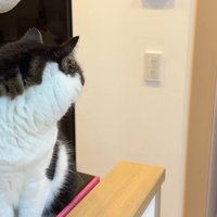 後ろを向いた姿