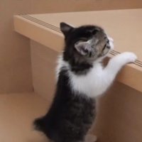 階段を上っている子猫