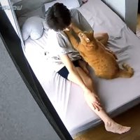 首元へ両前足を伸ばす猫