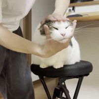 こねられる猫の写真6