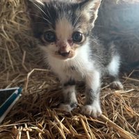 藁の上に立っている子猫