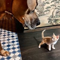 巨大な土佐犬さんと近距離でご対面