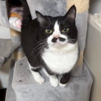 飛び乗ろうとしているくろまめちゃん