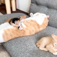 成猫のお腹の上で毛づくろいする子猫
