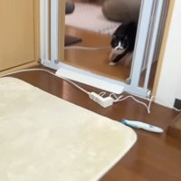 走ってくる姿