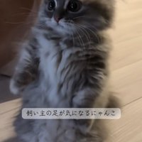 後足で立っているミヌエットの子猫