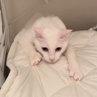 やっと外に出てこられた猫