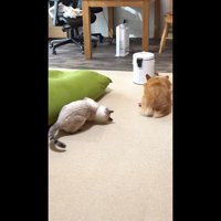 低姿勢
