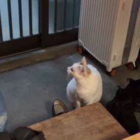 座って玄関の引き戸のほうを見る猫