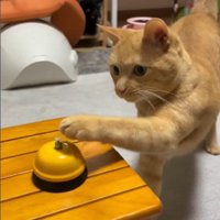呼び出しベルに手を伸ばしている猫