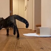 追いかけっこする2匹3