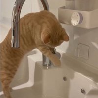 流しに立っている猫