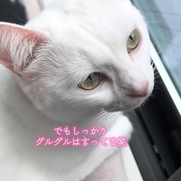 窓際にいる白猫の上半身アップ