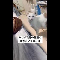 部屋へきたハクくん
