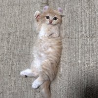 右手をあげている子猫