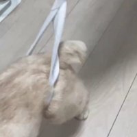 後ろ足がゴムから抜けない猫