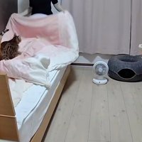 飼い主が広げた布団の上に座る猫