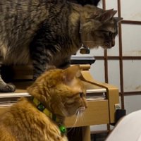 3匹の猫