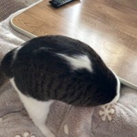 こたつに入ろうとする猫