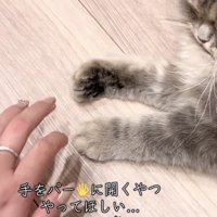 凪ちゃんの前で再び手を広げる飼い主さん