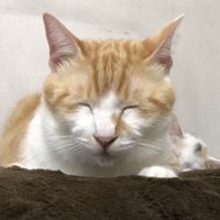 眠る先住猫