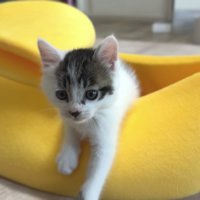 バナナベッドで遊ぶ写真2