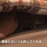 ソファの座布団の下に潜り込んでいる猫