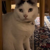 待っている時の猫の表情