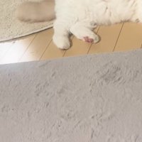 床