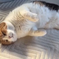 お腹を見せた姿