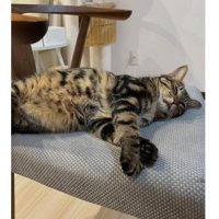 室内にいる猫