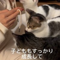 紐と遊ぶ3匹の猫