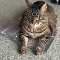おもちゃの上でくつろぐ猫の写真9