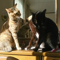 ケンカをしている猫