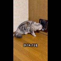 覗き込むもなかちゃん