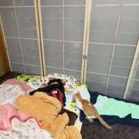 狙いを定める猫