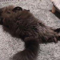 寝ながら目を見開く猫