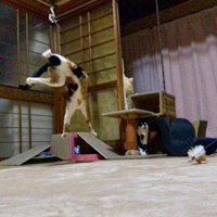 遊んでいる2匹の猫