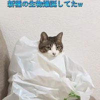 袋に入る猫