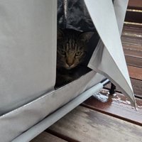 ハウスの中にいる猫