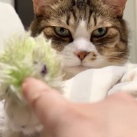 猫の前脚に置かれたオモチャを触る人